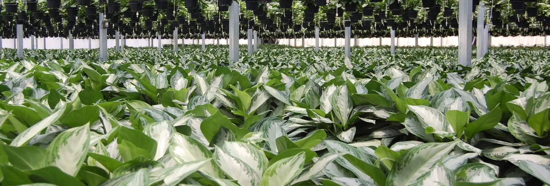 Veleprodajni dobavljači zatvorenih biljaka na Floridi koji opslužuju louizijanu