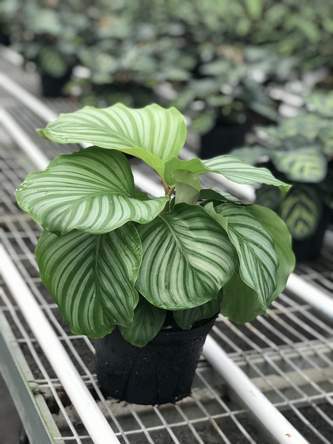 Calathea