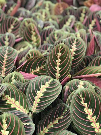 Assorted Tropical Foliage