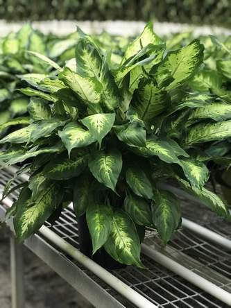 Dieffenbachia