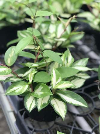 Hoya