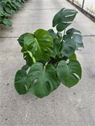 Monstera