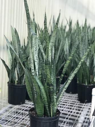 Sansevieria