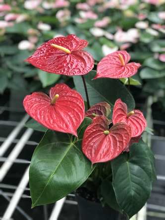 Anthurium