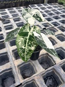 Alocasia Frydek Variegated