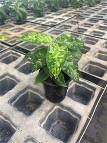 Aglaonema Pictum Tricolor
