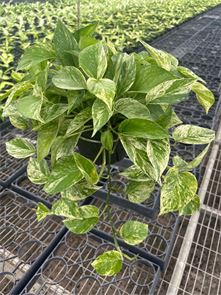 Marble Queen (Pothos)