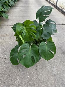Monstera Deliciosa