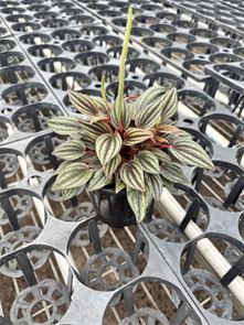 Peperomia Caperata Lima