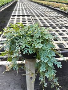 Rainbow Fern (Selaginella)