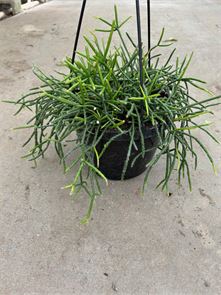 Rhipsalis Mistletoe