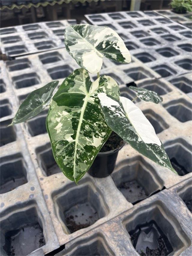 Alocasia Frydek Variegated