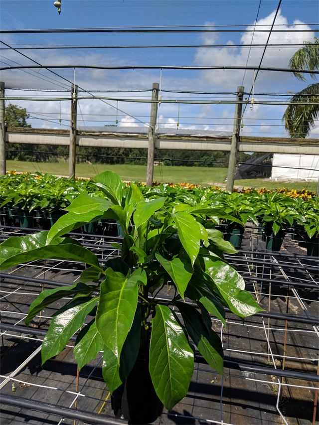 Schefflera Alpine Jr.