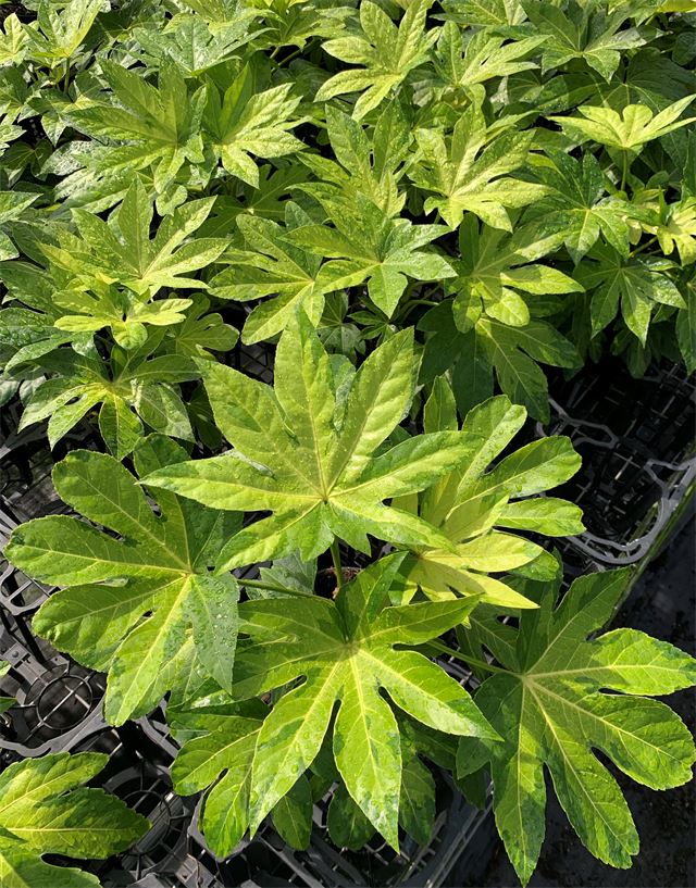 Fatsia Camouflage 'Murakumo Nishiki'