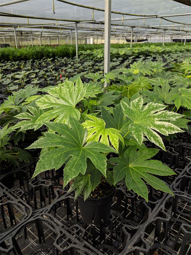 Fatsia 'Spider Web'