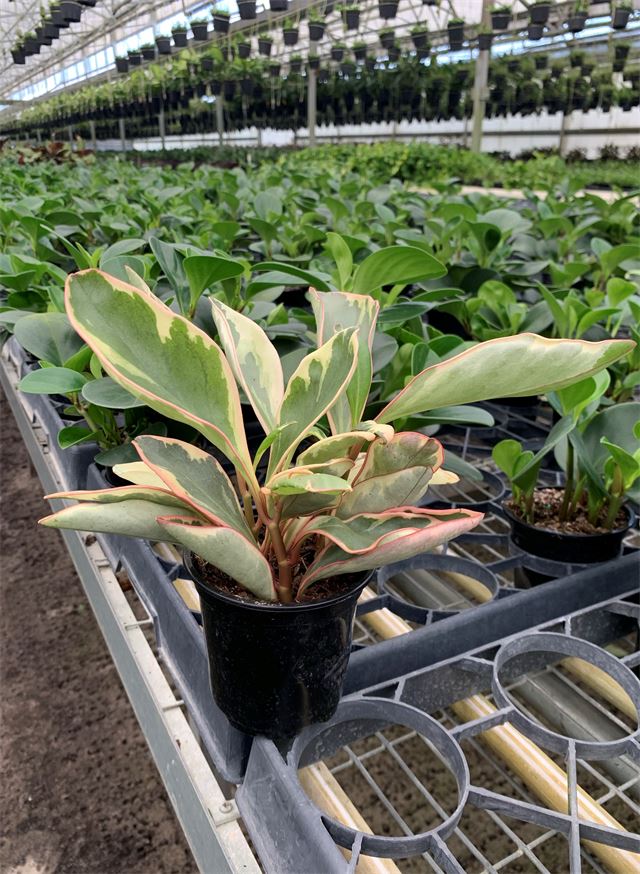 Peperomia Ginny