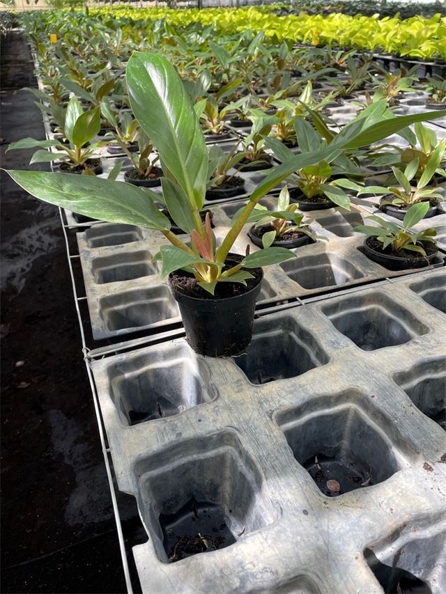 Green Melinonii