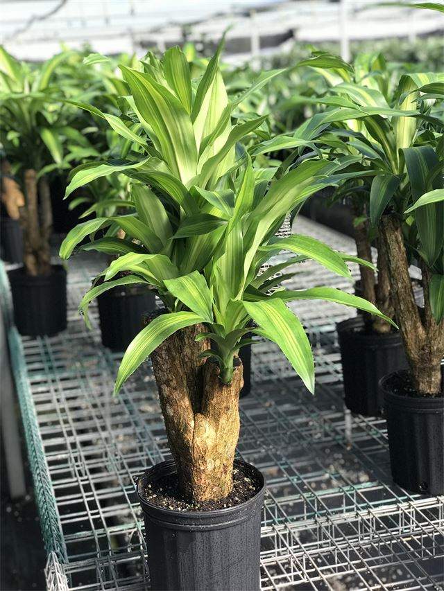 dracena massangeana care Dracaena fragrans 'Massangeana' Branched – Adplants