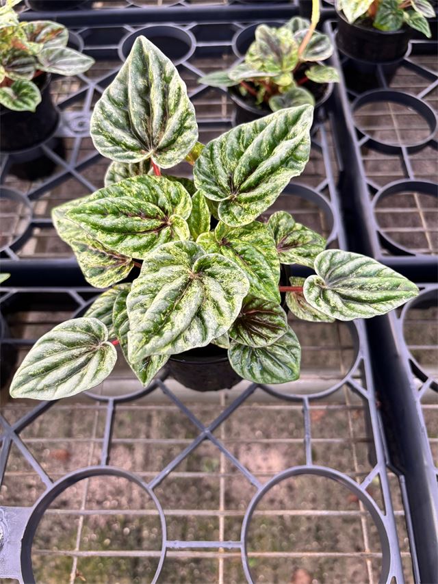 Peperomia Caperata Buenos Aires