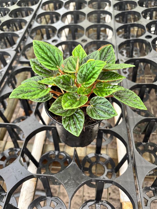 Peperomia Caperata Amazonas