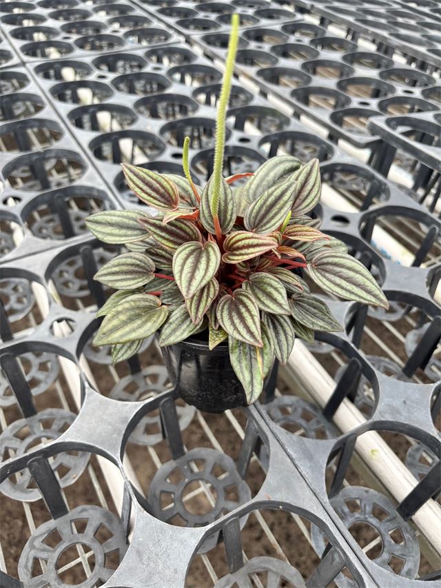 Peperomia Caperata Lima