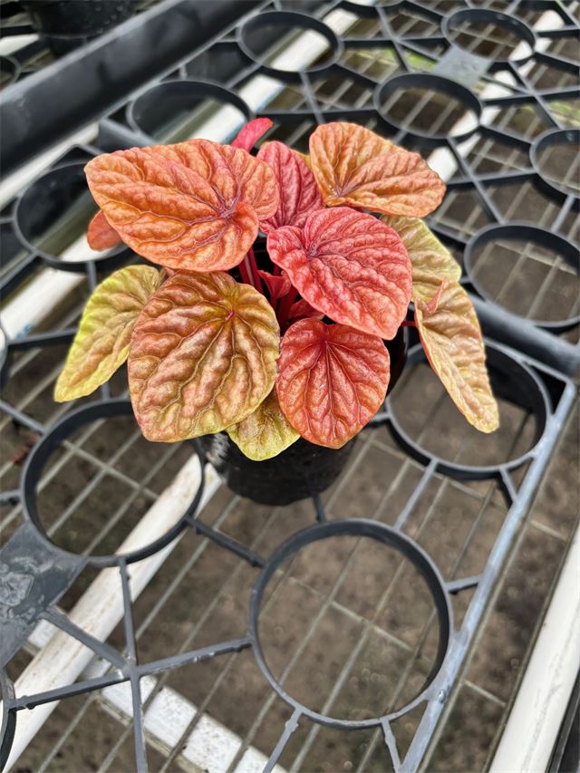 Peperomia Caperata Quito