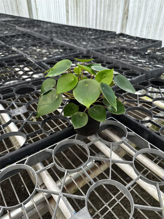 Pilea polybotrya