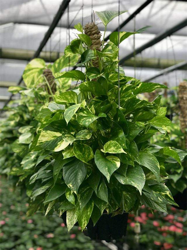 Pothos - Pole