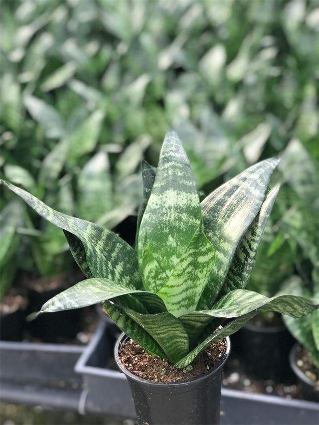 Forest Star Sansevieria Mercer Botanicals