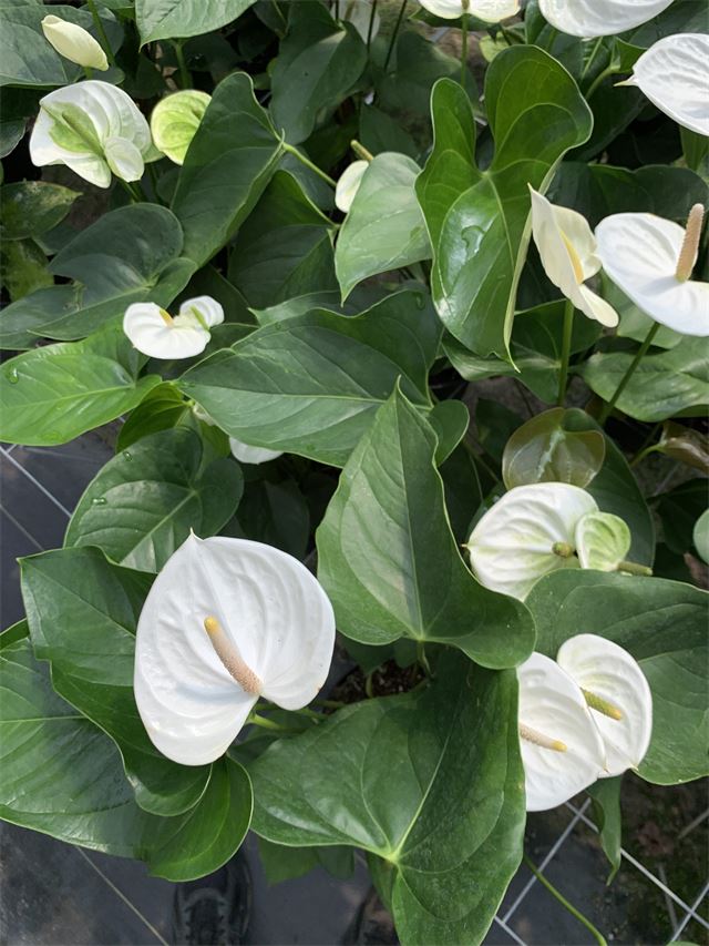 Sierra White Anthurium Mercer Botanicals