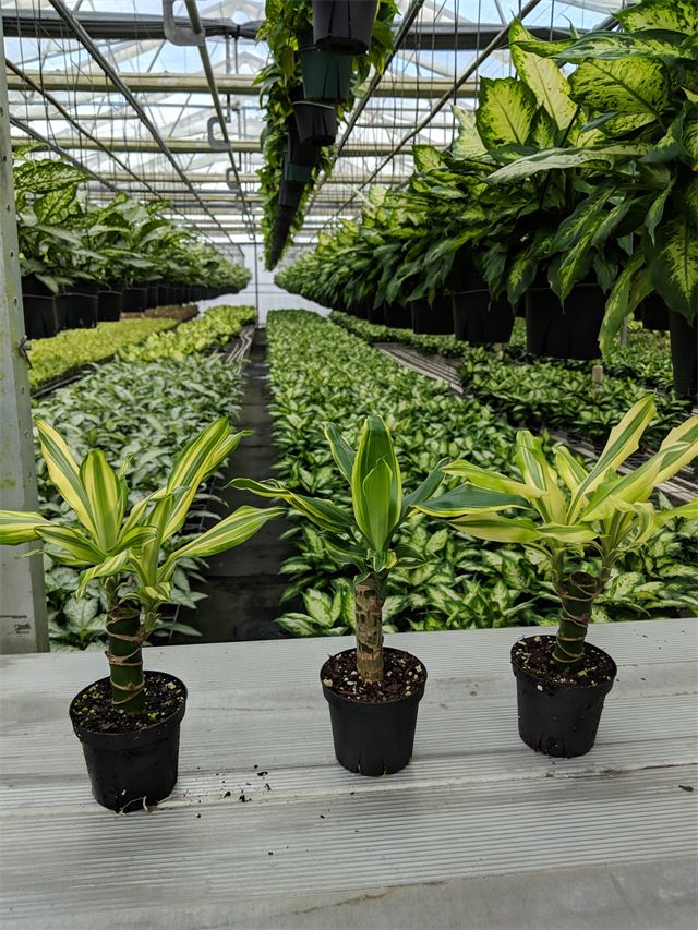 Dracaena Cane