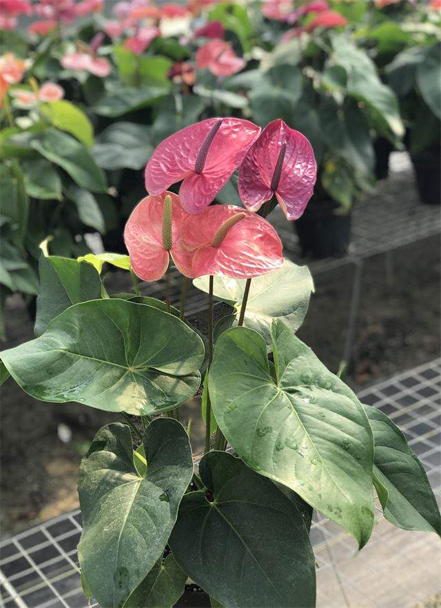 Utah Anthurium Mercer Botanicals