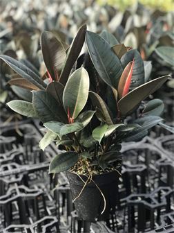 Ficus Burgundy
