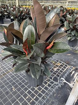 Ficus Burgundy