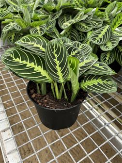 Maranta Red/Lemon