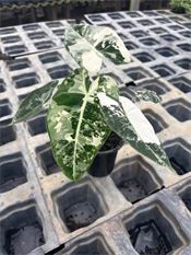 Alocasia Frydek Variegated