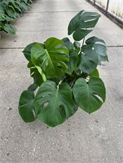 Monstera Deliciosa
