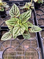 Peperomia Caperata Buenos Aires