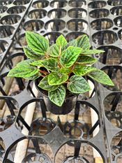 Peperomia Caperata Amazonas