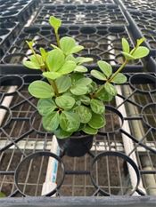 Peperomia Hope