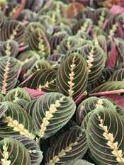 Maranta Red/Lemon