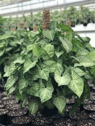 Syngonium Pole